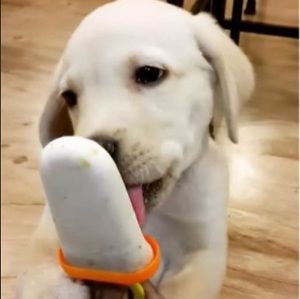 Meet your Posher, Riley